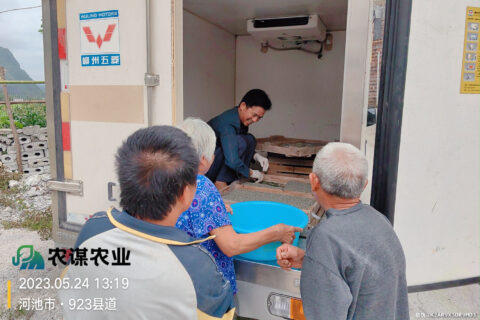 【农谋农业&绿银蚕业】小蚕发售记录（2023年5月24日）