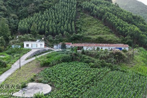 农谋农业桑园2024年5月航拍图