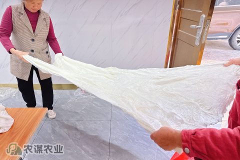 农谋农业抽丝厂顺利完成2024年冬季蚕丝拉丝工作