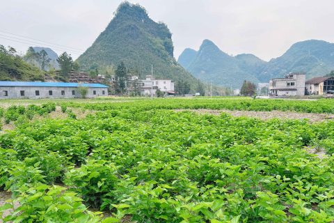 清明探桑园：农谋农业的春日新篇