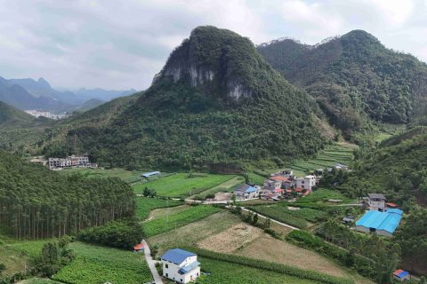 时序更迭处，桑园正风华丨农谋农业桑园2025年初夏图鉴