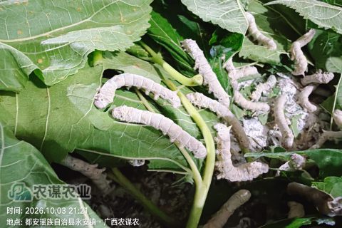 农谋农业2026年秋季桑蚕养殖剪影